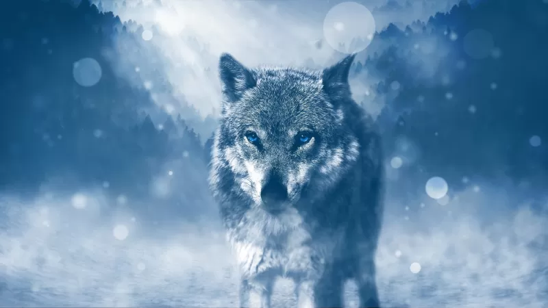 Wolf, Predator, Wild animal, Winter, Snowfall, Fog, Cold, Starring