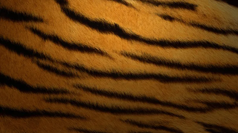 Tiger skin, Texture, OS X Tiger, Mac OS X, Stock wallpaper 5K