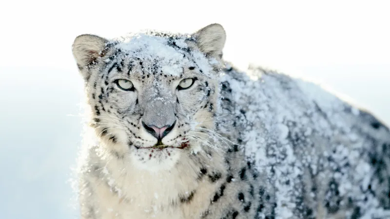OS X Snow Leopard, Stock wallpaper, Mac OS X, 5K, Snow leopard