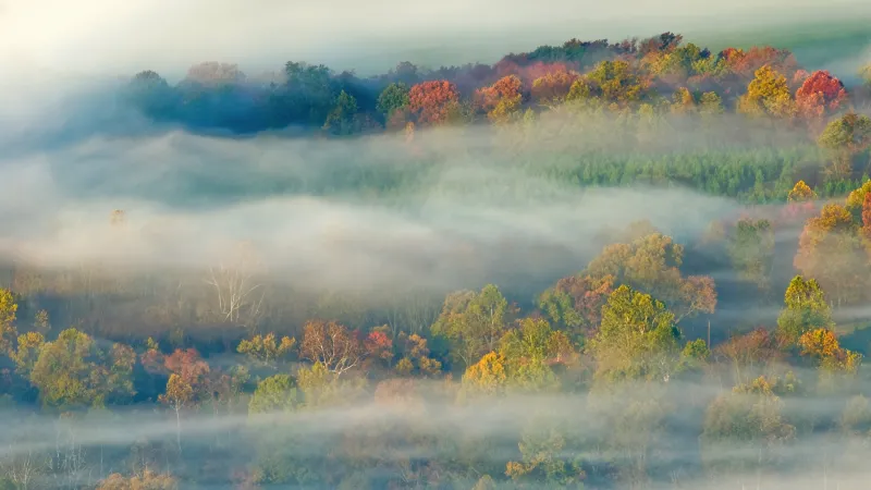 OS X Lion, Autumn, Fog, Landscape, Trees, Misty, Mac OS X, Stock wallpaper 4K