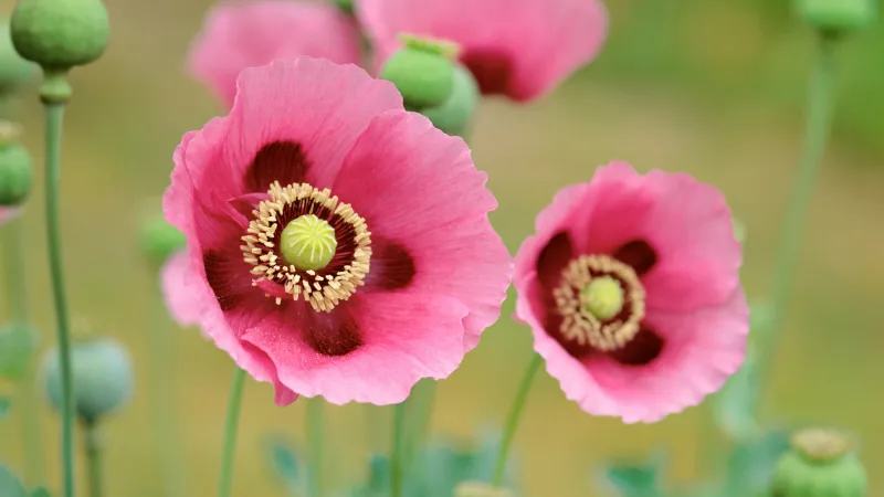 OS X Lion, Poppies, Mac OS X, Stock wallpaper 5K, Poppy flowers