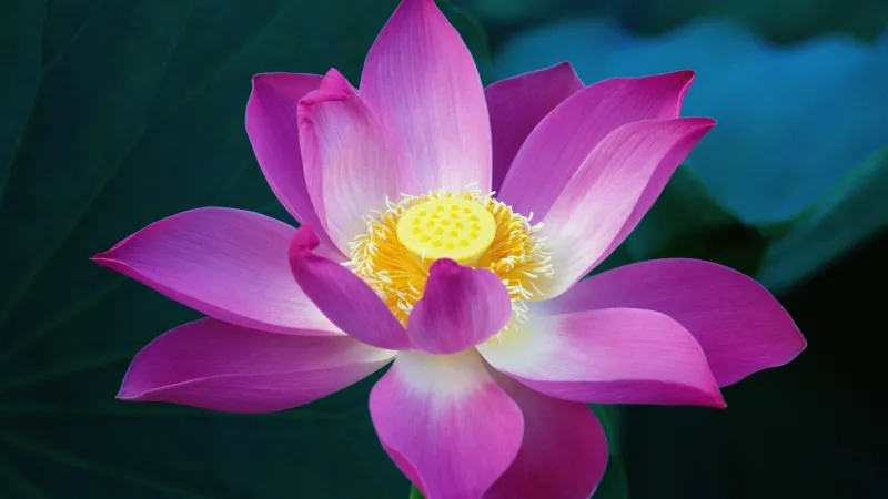 OS X Lion, Lotus flower, Pink flowers, Water Lily, Mac OS X, Stock wallpaper 4K