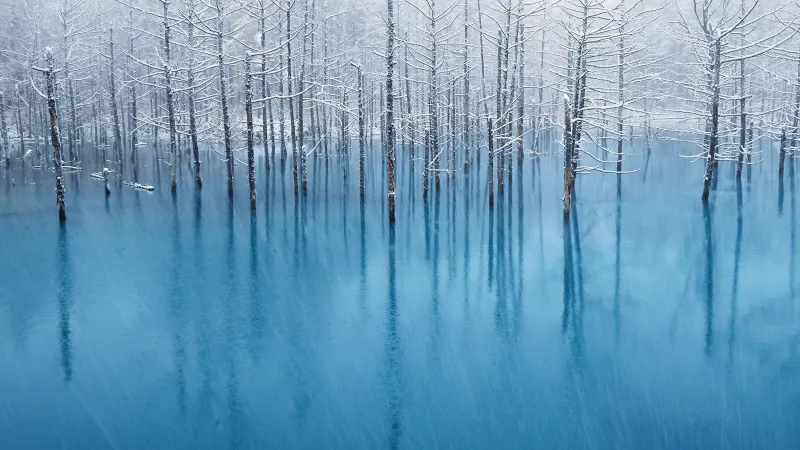 OS X Mountain Lion Stock wallpaper, Winter, Frozen trees, Reflection, Blue aesthetic, Snow covered, Mac OS X