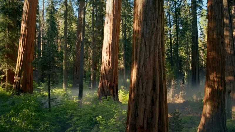 Giant sequoia forest, Morning mist, California, 4K wallpaper