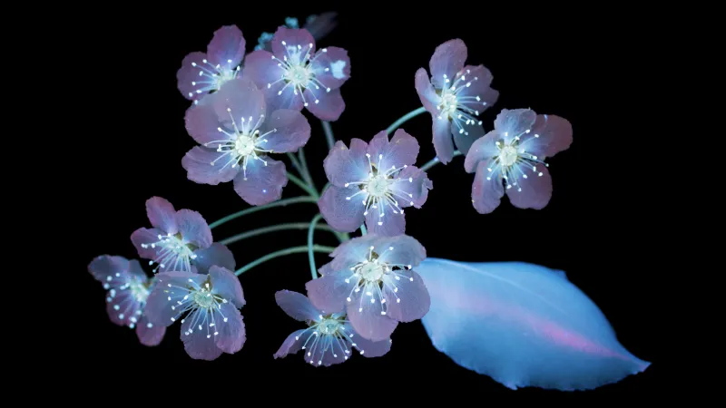 Glowing macOS Mojave, 5K wallpaper