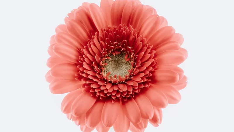 Gerbera Daisy, Pink flower, White background, Closeup, Macro, Blossom, Bloom, Spring, Flower heads, Beautiful, 5K