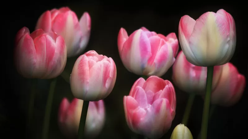 Tulips, Pink flowers, Black background, Spring, Garden, Flora, Bright