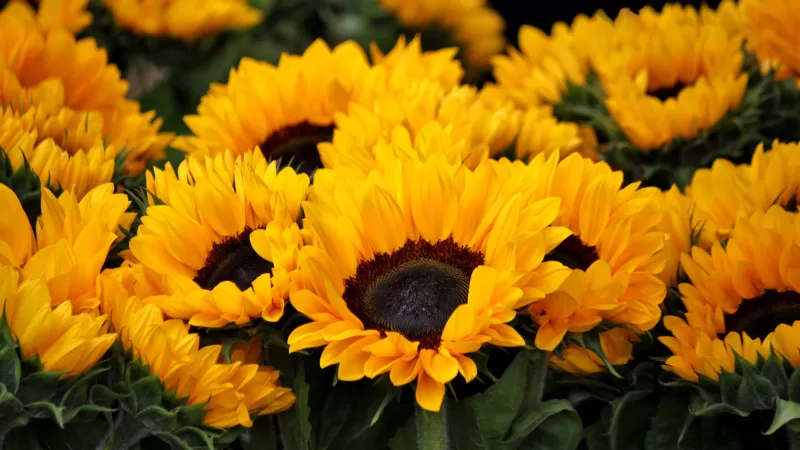 Sunflowers, Blossom, Spring, Floral, Yellow flowers, Closeup, Beautiful, Flower garden, Bright, 5K