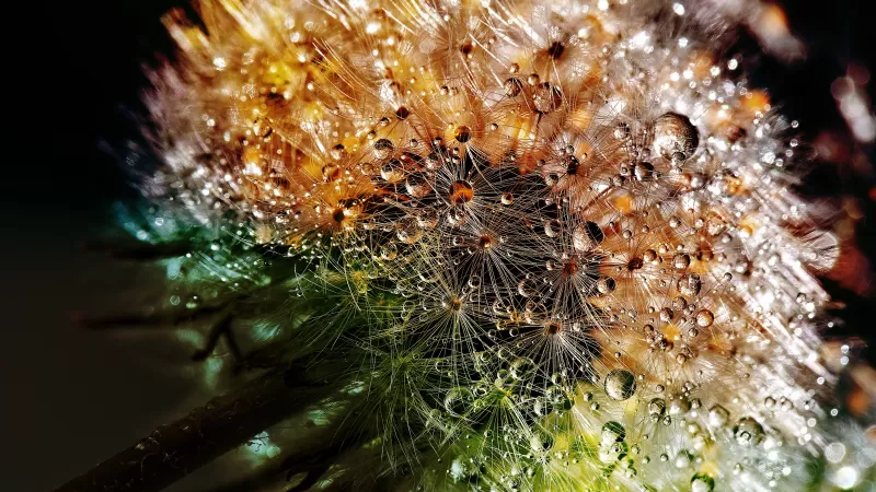 Dandelion flowers, Close up, Macro, Dew Drops, Colorful, Bokeh, Water drops, 5K