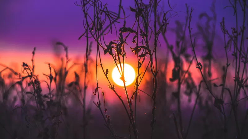 Sunrise, Silhouette, Purple sky, Plants, Dusk, Blurred, 5K