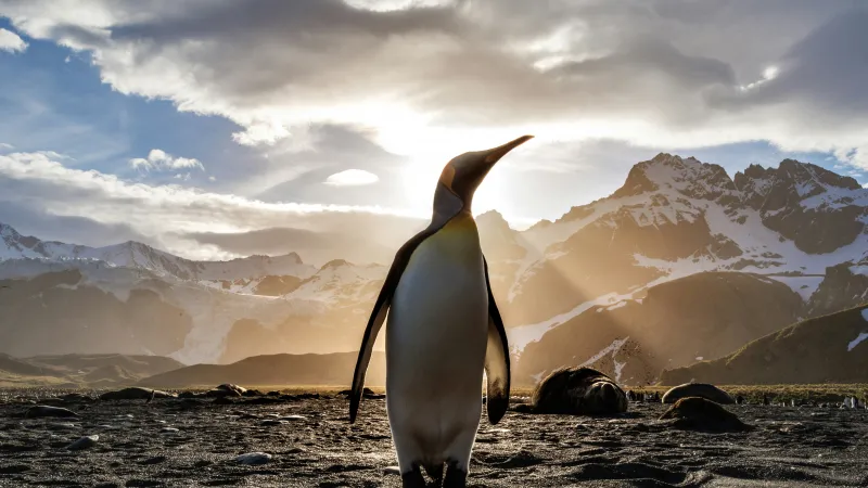 King penguin wallpaper, Sun rays, Antarctic mountains