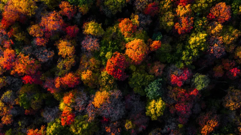 Autumn forest from above wallpaper, Colorful treetops, Aerial view