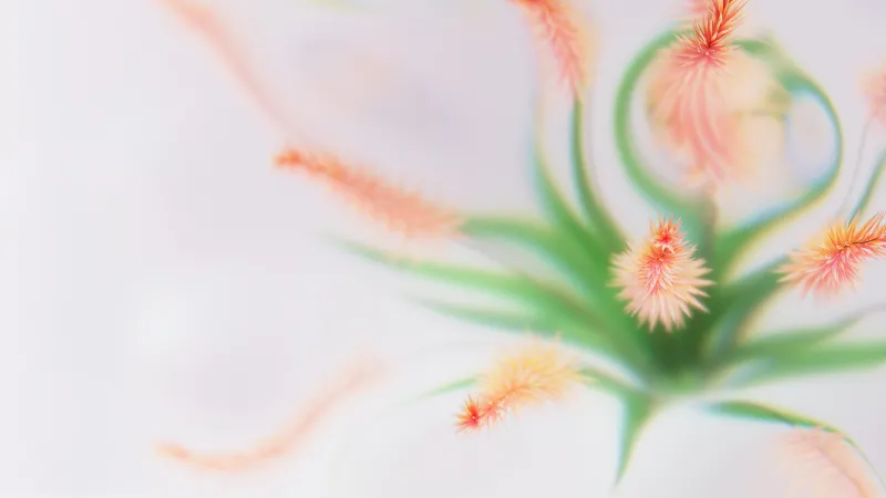 Peach fluffy flowers wallpaper, Soft focus, Microsoft Design