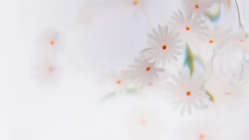 White daisies soft focus, Microsoft Design, White aesthetic, 4K wallpaper
