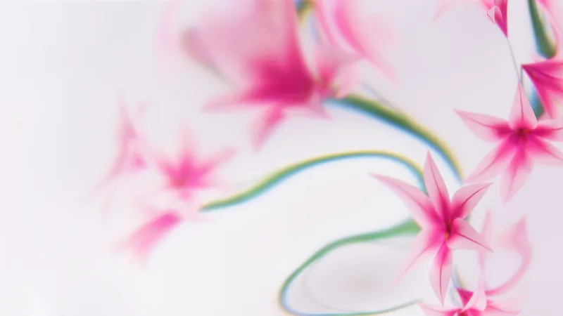 Pink lily blooms wallpaper, Soft focus, Microsoft Design