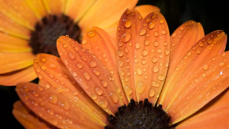 Orange flowers, Daisy flowers, Close up, Macro, Water drops, Dew Drops, Petals, Blossom, Bloom, Wet, 5K