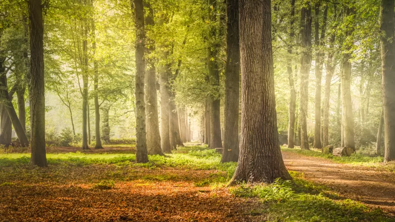 Woodland path wallpaper, Sunlit forest, Fallen leaves