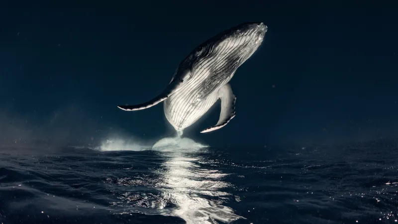 Humpback whale breaching at night, Dark ocean, 5K wallpaper