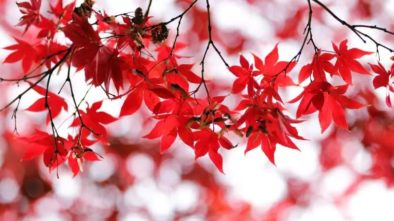 Red leaves, Bokeh, Closeup, Autumn leaves, Maple leaves, Branches, Fall, Blurred, Seasons, 5K