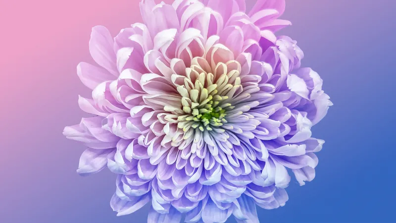 Lilac chrysanthemum, Pink and blue gradient, Flower, 8K wallpaper