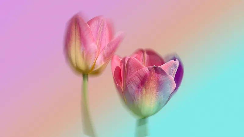 Pink tulips on a pastel gradient, Soft focus, 8K wallpaper