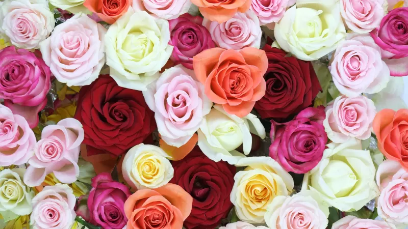 Rose flowers, Multi color, Colorful, Floral Background, Blossom, Beautiful, 5K
