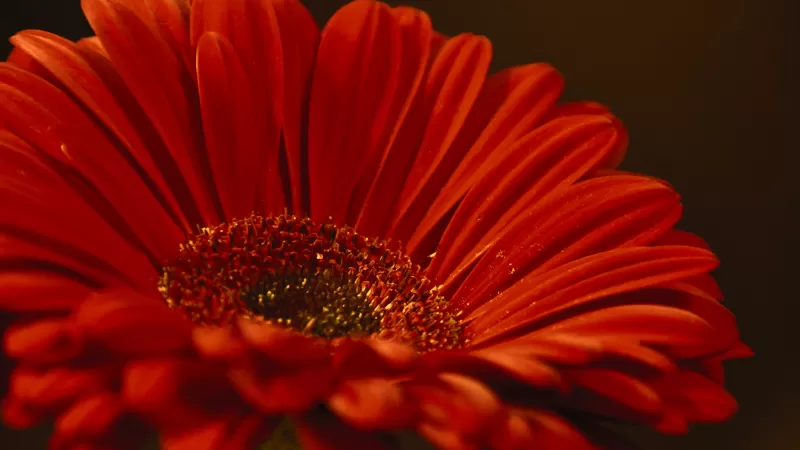 Gerbera Daisy, Red flower, Closeup, Macro, Dark background, Petals, Blossom, Bloom, Spring, 5K