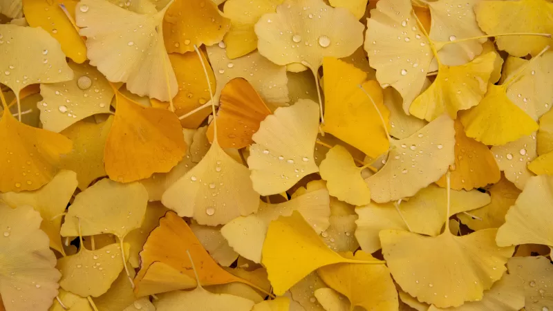 Ginkgo Leaves, Yellow leaves, Autumn, Foliage, Dew Drops, Water drops, Leaf Background, Aesthetic, 5K