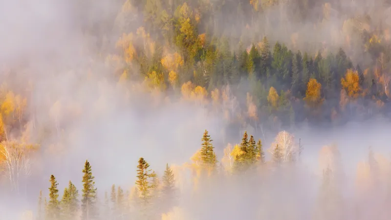 Honor MagicBook Pro 2026 stock wallpaper