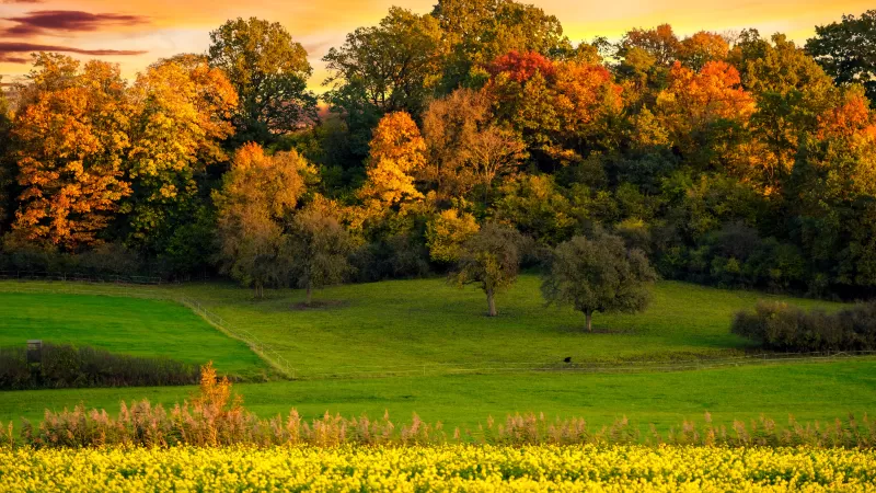 Autumn trees, Sunset, Landscape, Afterglow, Meadow, Grass field, Greenery, Beautiful, Scenery, Yellow flowers, Orange sky, 5K