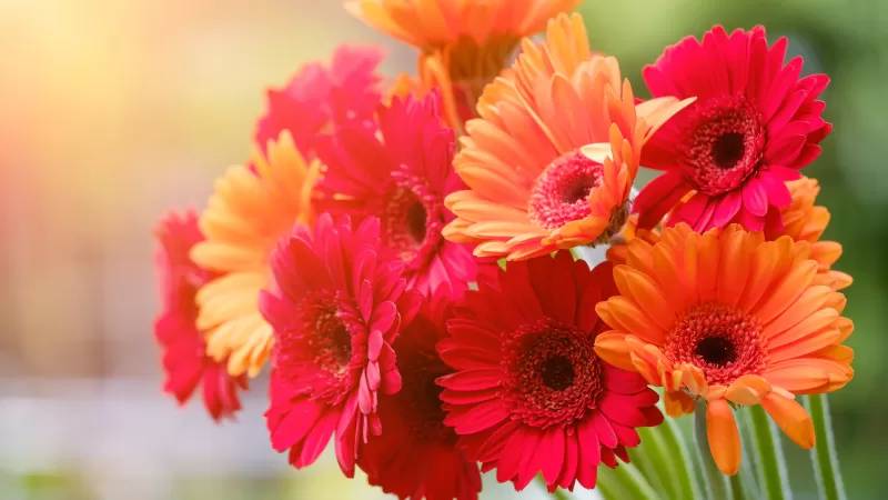 Gerbera Daisy, Red flowers, Orange flowers, Blossom, Spring, Bokeh, Blurred, Sunshine, Colorful, Floral, 5K