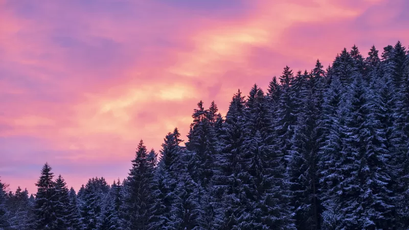 Snow covered, Tall Trees, Sunset, Afterglow, Winter, Purple sky, Scenery, 5K