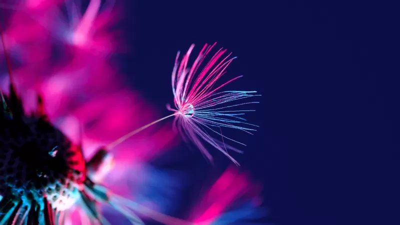 Dandelion seeds, Dandelion flower, Water drop, Blossom, Purple light, Dark background, Blurred, 5K