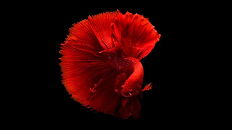 Red fish, Underwater, Swimming, Black background, 5K