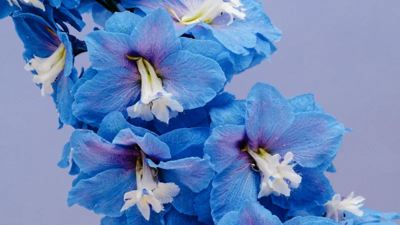 Blue delphinium flowers, Lavender background, Blossom, 5K wallpaper