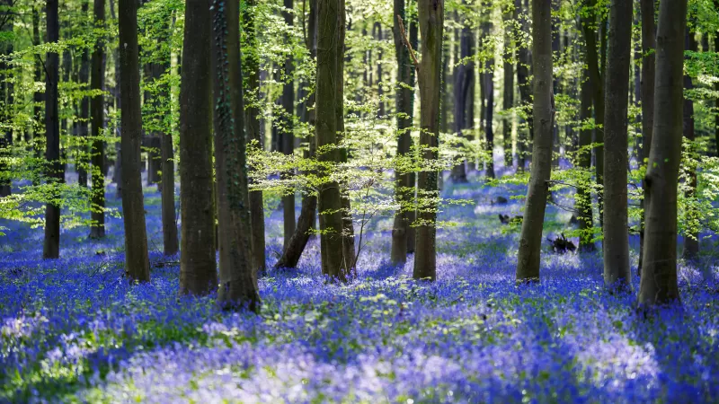 Bluebell forest wallpaper, Spring woods, Purple flowers