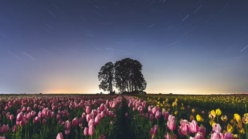 Tulip Field, Star Trails, Pink flowers, Night sky, Long exposure, Landscape, Silhouette, Trees, Flower garden, 5K