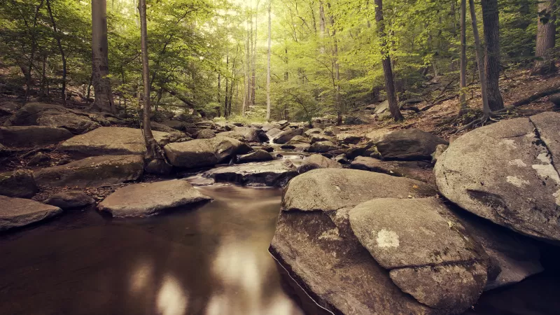 Forest stream, Mossy rocks, Green woods, 4K wallpaper