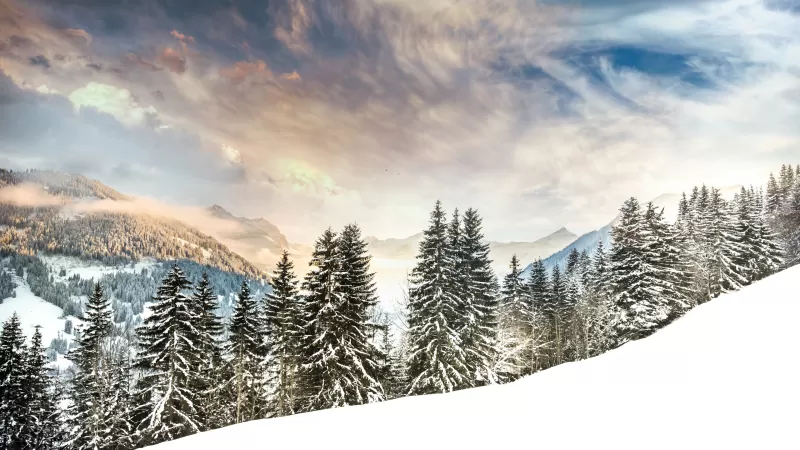 Mount Eggli, Snowy pine trees, Swiss Alps winter, 4K wallpaper