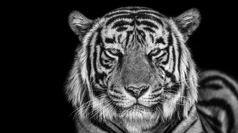 Tiger, Monochrome, Black background, Closeup, Portrait, 5K