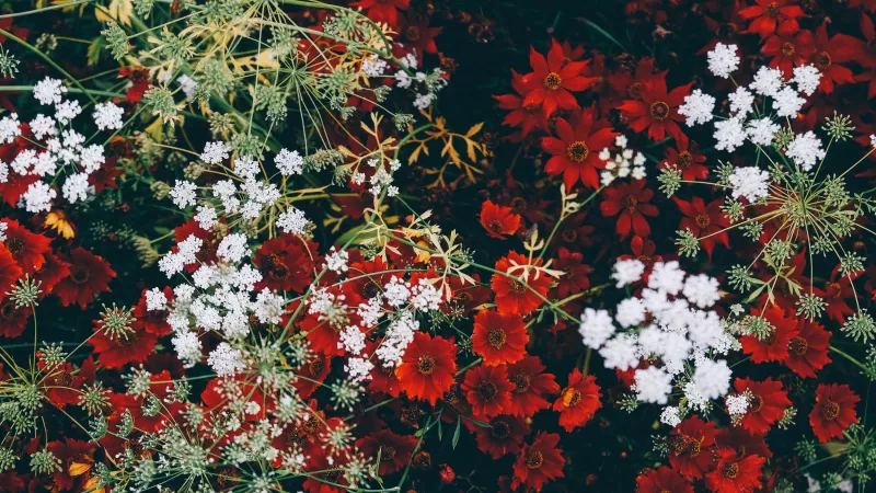 Red flowers, White flowers, Blossom, Floral, Closeup, Flower garden, Aesthetic