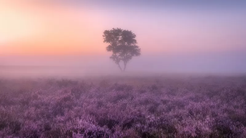 Lavender fields, Purple, Foggy, Landscape, Tree, Sunrise, Aesthetic, 5K