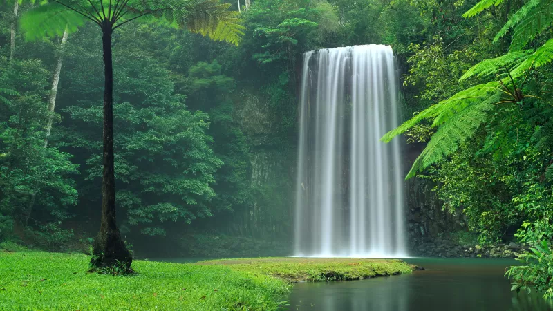 Millaa Millaa Falls, Australia, Waterfalls, Forest, Green Trees, Landscape, Cliff, Long exposure, Water Stream, Beautiful, Scenery