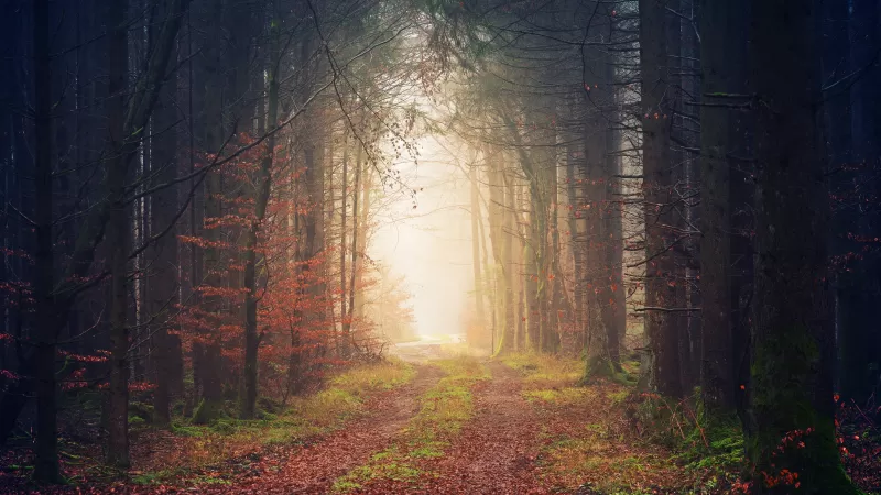 Autumn forest path, Foggy woods, Sunlight, 5K wallpaper