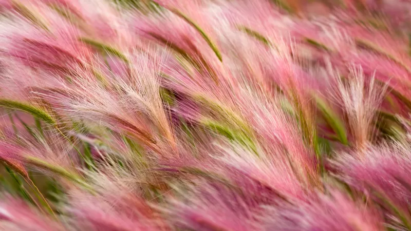 Foxtail Barley, Aesthetic, OS X Mavericks, Pink, Landscape, Girly backgrounds, Stock, 5K