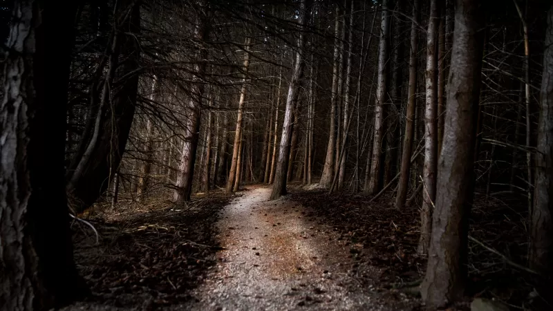 Dark forest path, Tall pine trees, Moody woods, 5K wallpaper