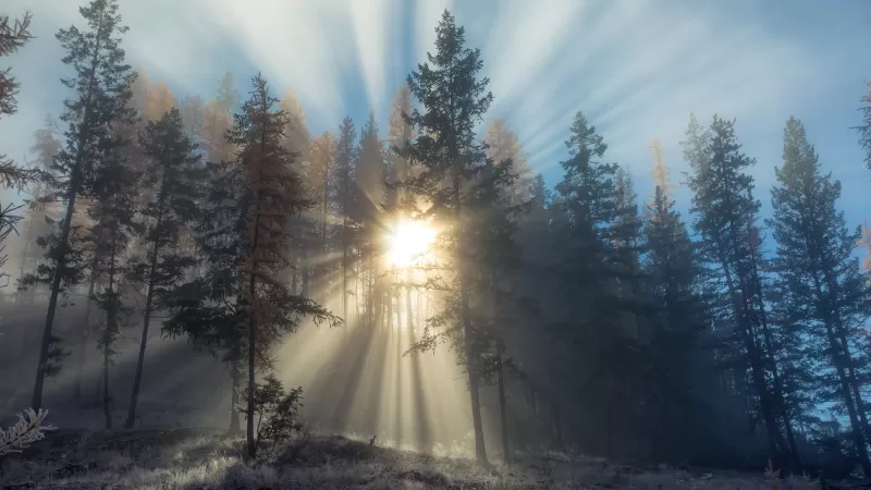 Sunbeams through pine forest wallpaper, Misty morning, Frost
