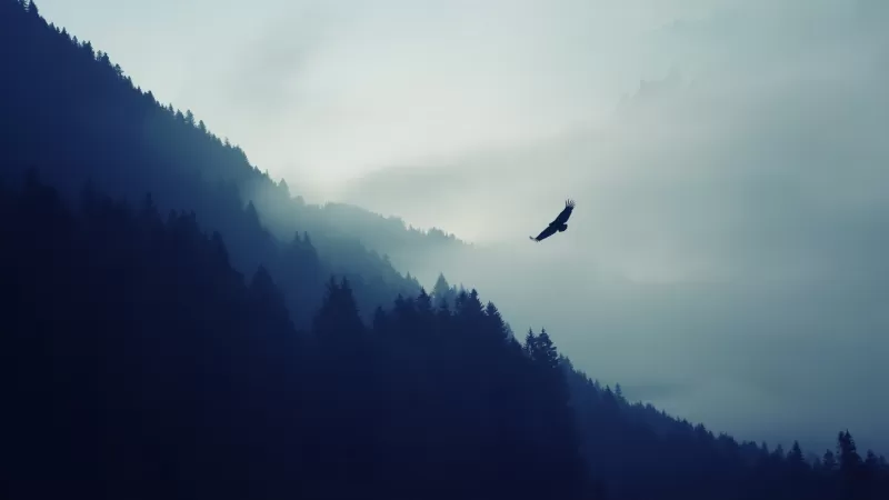 Eagle over misty forest wallpaper, Blue mountains, Bird silhouette