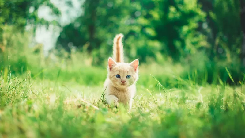 Kitten, Cute, Green Grass, Bokeh, Baby cat, Green background, Mammal, 5K