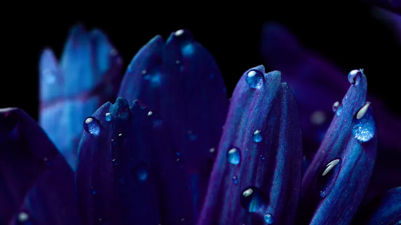 Blue flower, Petals, Macro, Vivid, Close up, Dew Drops, Dark, Droplets
